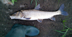 Amur Barbel photo 3