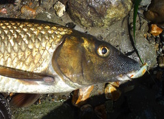 Amur Barbel photo 4