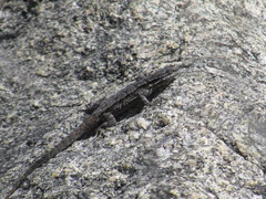 Urosaurus ornatus schottii