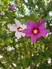 Hibiscus syriacus