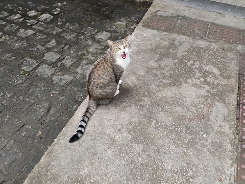Domestic Cat