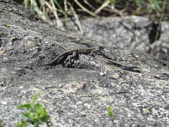 Urosaurus ornatus schottii