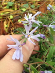 Phlox bifida