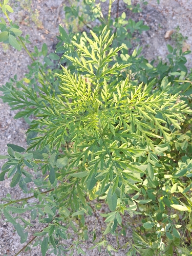 common ragweed