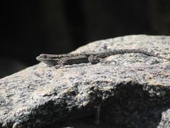 Urosaurus ornatus schottii