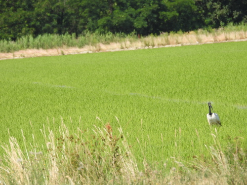 iNaturalist image