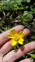 Ranunculus hispidus nitidus