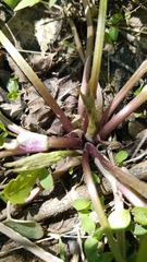 Ranunculus hispidus nitidus