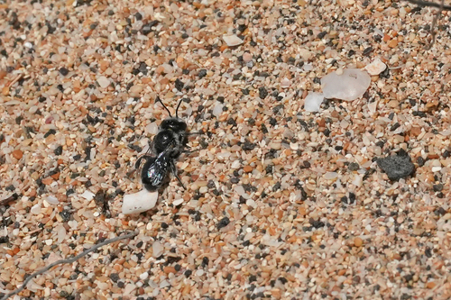 Hoplitis zandeni