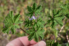 Malva neglecta