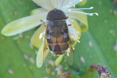 Copestylum macrocephalum