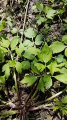 Ranunculus hispidus nitidus