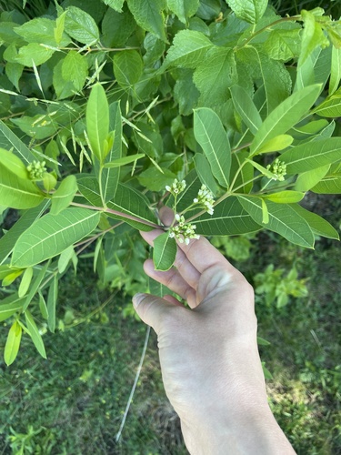 hemp dogbane
