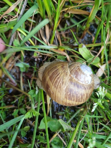 Thessalian Snail
