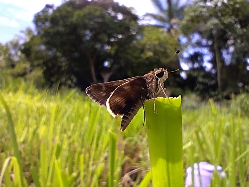 Pompeius Skipper