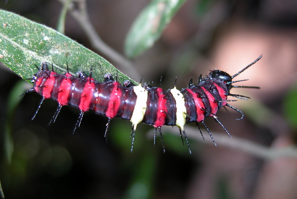 Tamil Lacewing Butterfly
