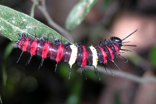 Tamil Lacewing Butterfly