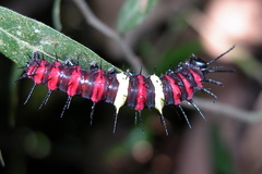 Cethosia mahratta