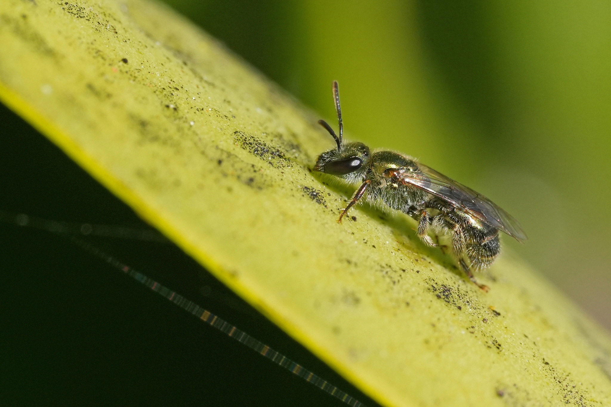 Lasioglossum collopiense