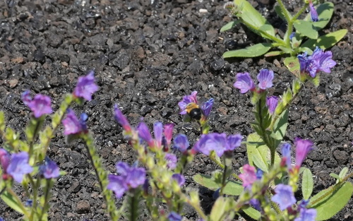 Anthophora purpuraria