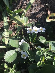 Fragaria × ananassa