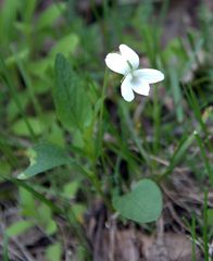 Viola accrescens