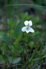 Viola accrescens