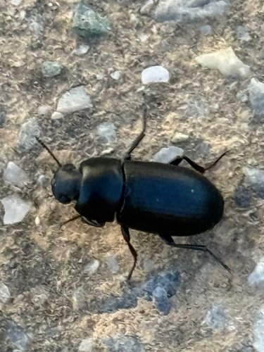 Opatroides punctulatus