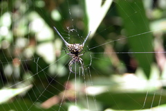 Gasteracantha dalyi