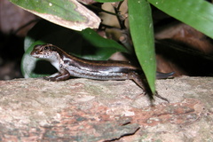 Sphenomorphus dussumieri