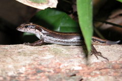 Sphenomorphus dussumieri