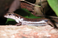 Sphenomorphus dussumieri