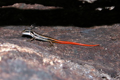 Sphenomorphus dussumieri