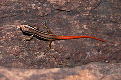 Sphenomorphus dussumieri