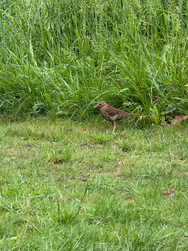 Song Thrush