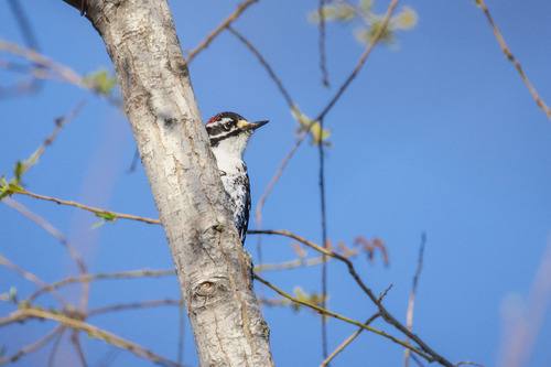 iNaturalist observation photo of Nuttall's Woodpecker