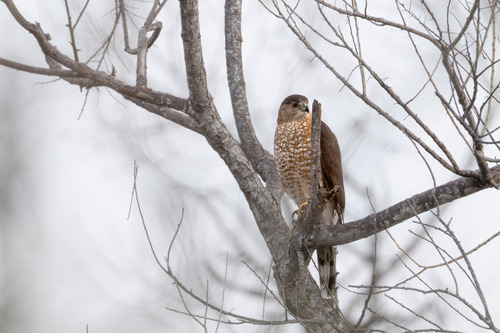iNaturalist observation photo of Cooper's Hawk
