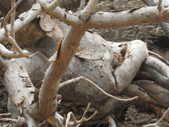 Pseudobombax palmeri