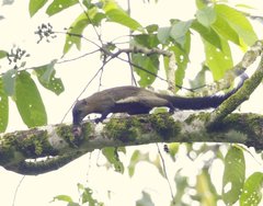 Callosciurus prevostii