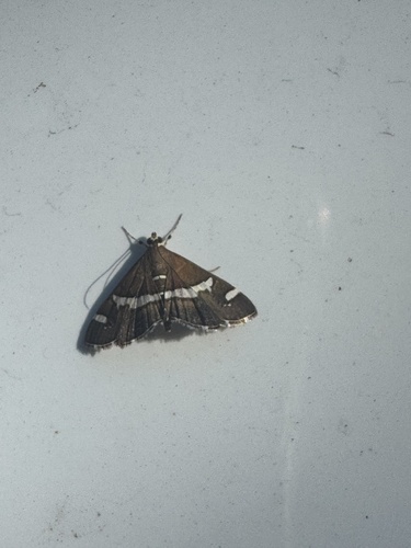 Hawaiian Beet Webworm Moth