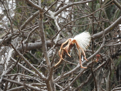 Pseudobombax palmeri