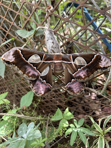 Lebeau's Silk Moth