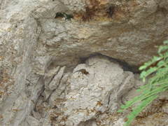 Sceloporus serrifer