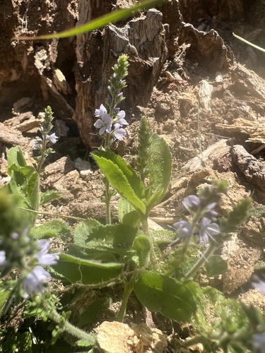 Heath Speedwell