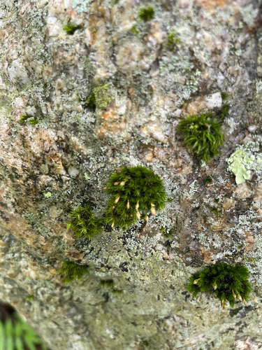 Ulota crispula observed 2026-06-01