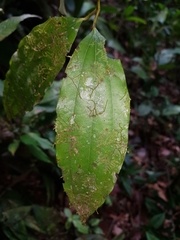 Caryodaphnopsis burgeri