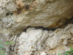 Sceloporus serrifer