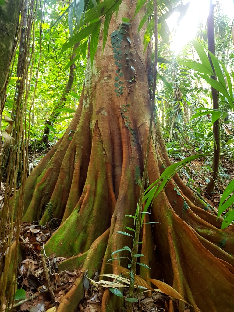 Suicide Tree