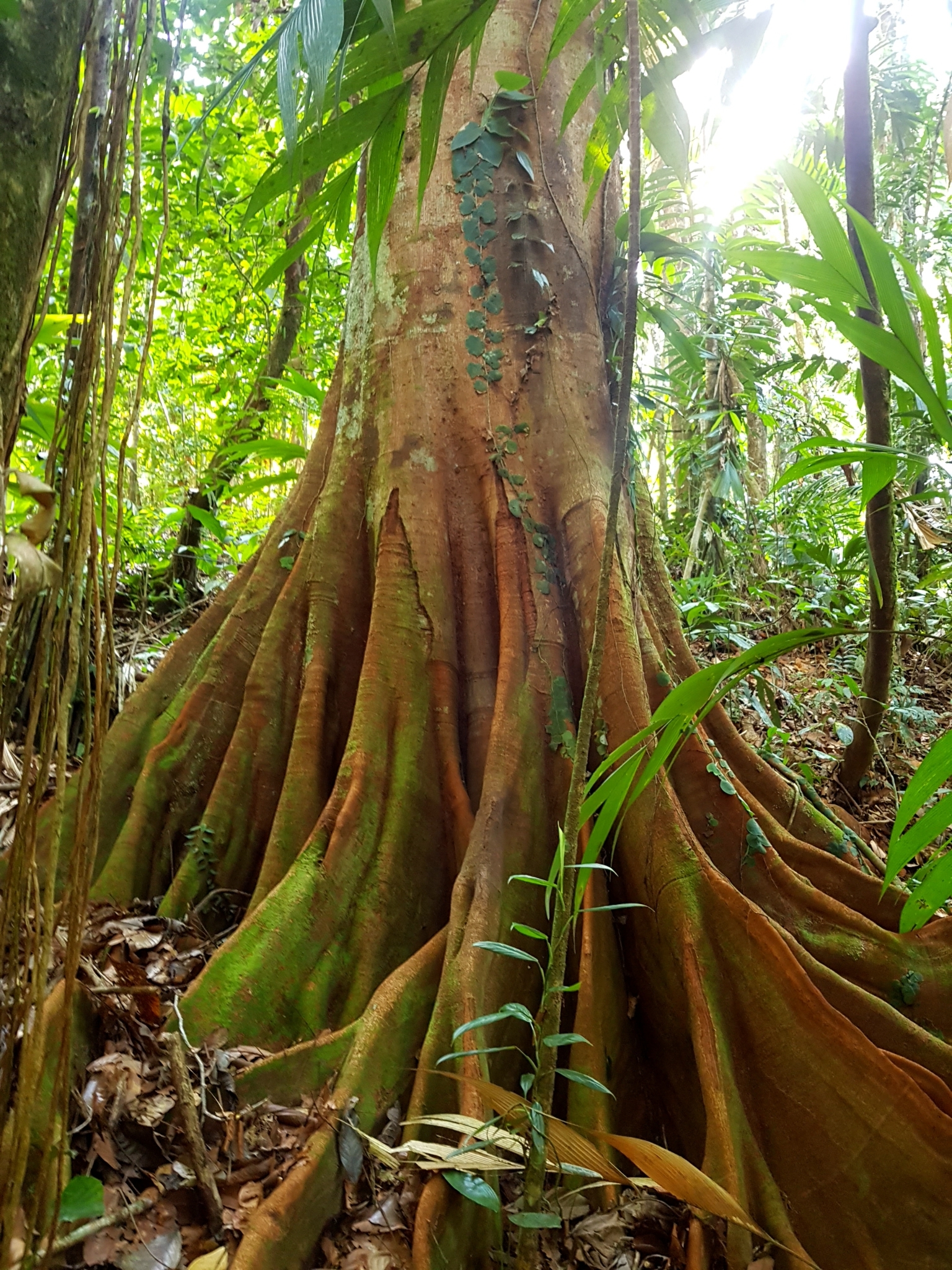Tachigali versicolor