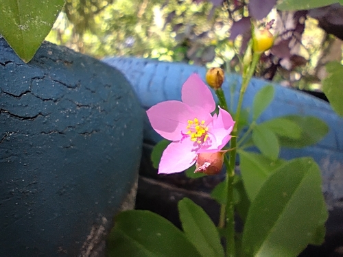 Philippine spinach